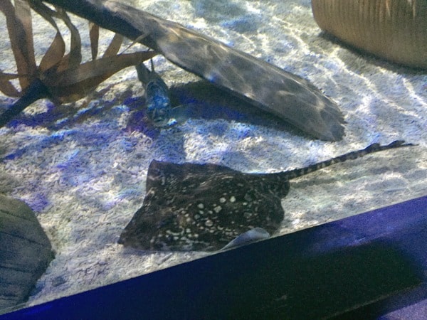 A spotted stingray rests on the sandy bottom of Scarborough Sea Life Sanctuary’s aquarium tank, surrounded by rocks and seaweed, with water casting rippling light patterns above.
