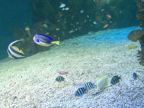 Colourful tropical fish swim above a gravel-covered aquarium floor at Sea Life Sanctuary, Scarborough, with blue, yellow, black, and white species visible among rocks and coral in the background.