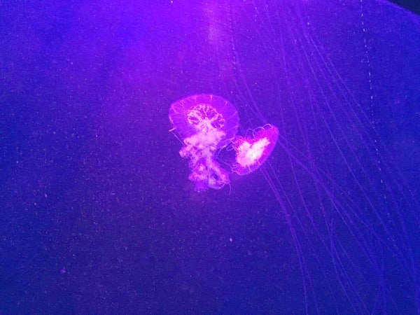 Two translucent jellyfish float in dark water at Scarborough Sea Life Sanctuary, illuminated by purple-blue light, with long, delicate tentacles trailing behind them.