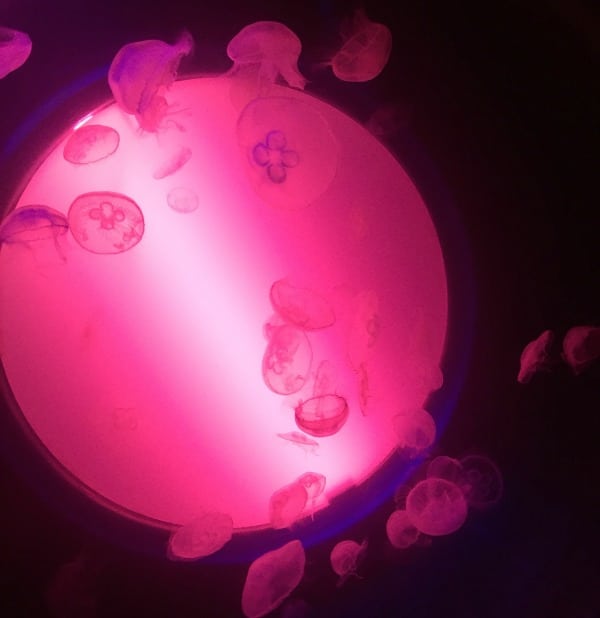 Several translucent jellyfish swim in front of a circular, glowing pink light, creating an ethereal underwater scene against a dark background at Scarborough Sea Life Centre.