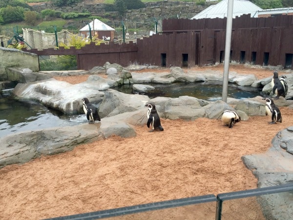 Several penguins stand and walk on sandy ground and rocks next to a pool of water in an outdoor Scarborough Sea Life enclosure, with a wooden fence and greenery in the background.