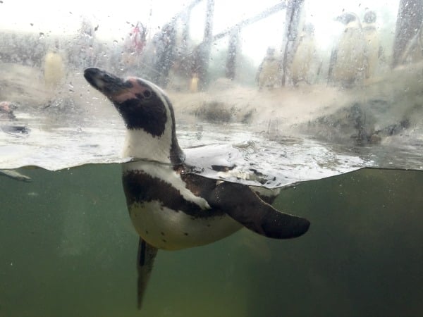 A penguin swims underwater at Scarborough Sea Life Sanctuary, viewed through glass, with its head and upper body above water and wings spread. Other penguins and a railing are visible blurred in the background.