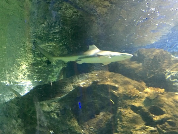 A shark swims near rocky underwater terrain in the Scarborough Sea Life Sanctuary aquarium, illuminated by soft lighting that highlights its sleek body and fins.