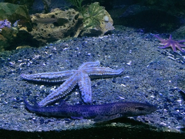 A starfish and a small spotted shark rest on the sandy bottom of Scarborough Sea Life, surrounded by rocks, plants, and seashells.