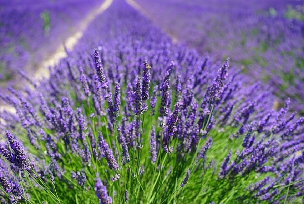 A close-up view of blooming lavender plants in vibrant purple, showcasing a beautiful garden design with rows of lavender stretching into the distance under bright sunlight.