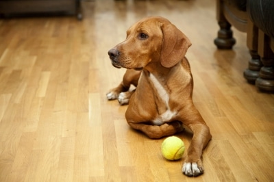 A brown dog with a white chest lies on a laminate floor, looking to the side. One paw rests on a yellow tennis ball.