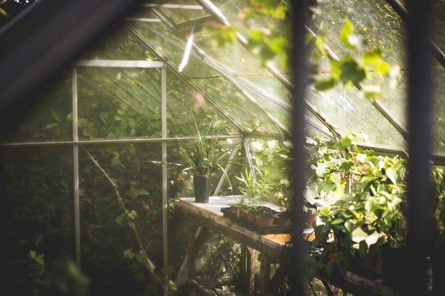 A sunlit glasshouse filled with various green plants and potted flowers, with sunlight streaming through the glass panes and a wooden table holding gardening supplies and a gardening diary inside.