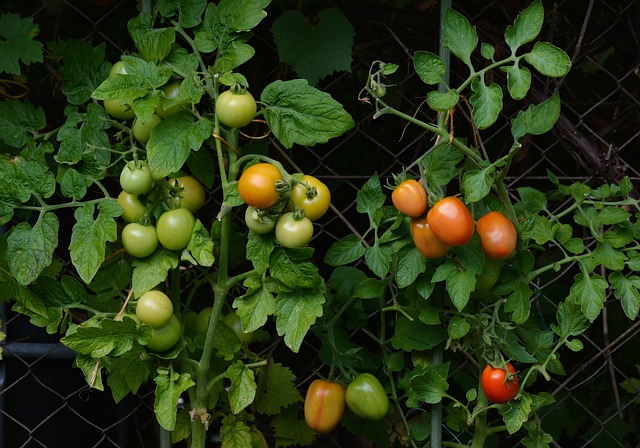 Tomato plants with clusters of green, yellow, and red tomatoes flourish among lush leaves, supported by a wire fence—a vibrant snapshot of growing your own fresh harvest in line with your gardening calendar.