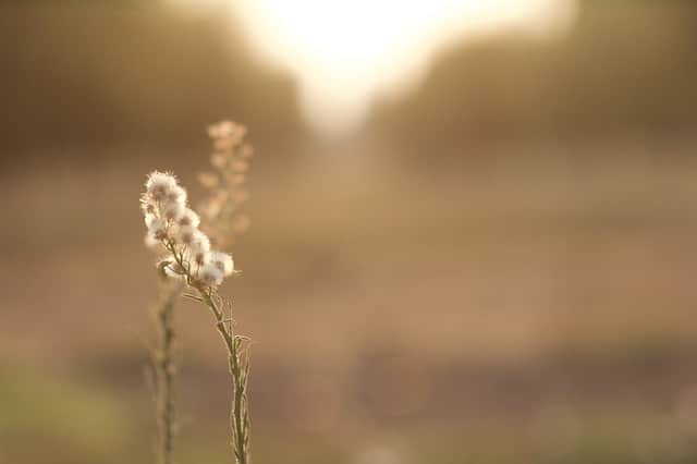 Close-up wildflower photography with warm sunlight and a softly blurred background highlights serene nature. Perfect for experimenting with lighting tips, especially if there isn’t enough light for your shot.