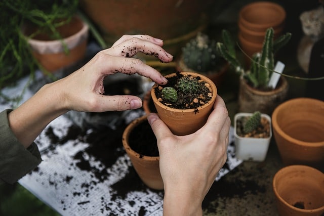 A person with soil-stained hands is potting a small cactus into a terracotta pot, surrounded by other potted plants and gardening materials on a messy table—an everyday scene from their gardening diaries.