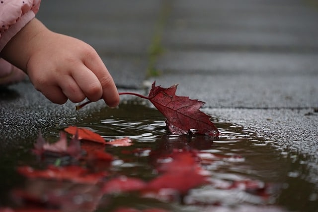 A small child’s hand reaches down to pick up a red autumn leaf from a wet pavement, nurturing curiosity and wonder, with more red leaves and reflections visible in a shallow puddle.