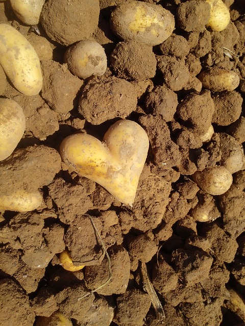 A heart-shaped potato lies among several regular potatoes and clumps of soil, illuminated by sunlight—a reminder that embracing unique produce can help reduce food waste.