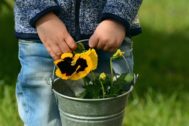 A child wearing a blue jumper and jeans holds a metal bucket containing a yellow and black pansy flower, introducing gardening as a fun way to educate your child, with blurred green grass in the background.