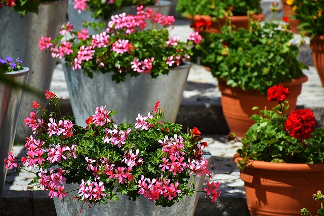 Several metal and terracotta pots filled with blooming pink and red flowers are arranged on sunlit stone steps outdoors, creating a lively, colourful display—perfect for an easy to maintain garden.