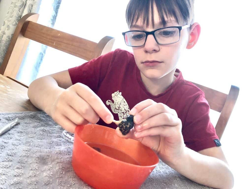 A boy wearing glasses and a red shirt sits at a table, dipping a piece of food into an orange bowl. Sunlight streams in from the window behind him as he focuses, looking like he’s reviewing instructions for a National Geographic STEM dig kit.