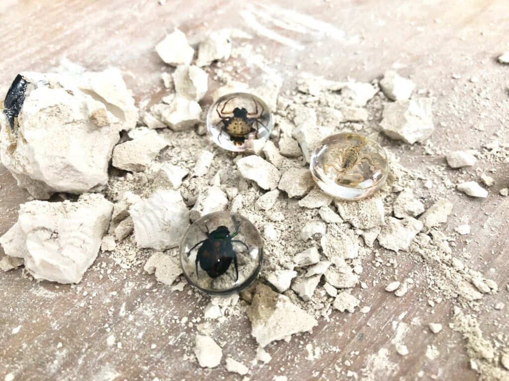 Three glass spheres with insects encased inside, reminiscent of National Geographic STEM Dig Kits, are placed on a wooden surface scattered with broken white plaster and dust.