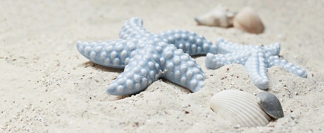 Two light blue starfish and several white seashells rest on soft, light-coloured sand, creating a perfect scene for a fun break with children. The softly blurred background highlights the starfish and shells, inspiring family holiday tips.