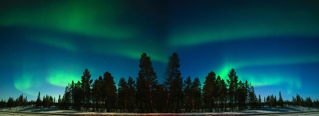 Green and blue northern lights illuminate the night sky above a silhouette of tall pine trees in Lapland, with snow covering the ground in the foreground—a magical view perfect for children to experience with a local guide.