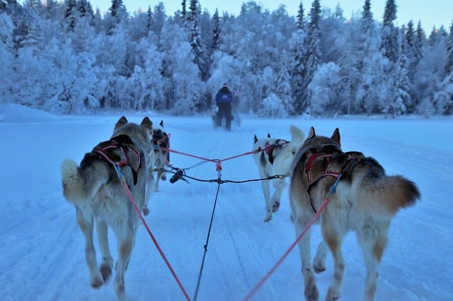 A team of six sled dogs pulls a sledge through a snowy, forested Lapland landscape with a person driving ahead, surrounded by frosty trees under a clear blue sky.