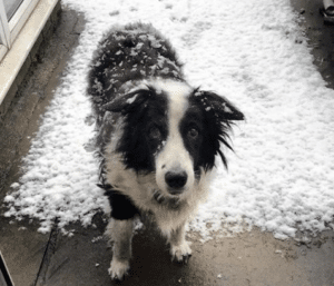 A dog stands on a snowy surface near a building, its black and white fur dusted with snowflakes, looking up towards the camera.
