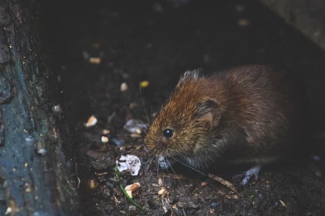 A small brown mouse with a pointed nose and round ears stands on dark soil, surrounded by scattered seeds and plant debris—a common sight prompting pest control concerns in dimly lit outdoor areas during lockdown.