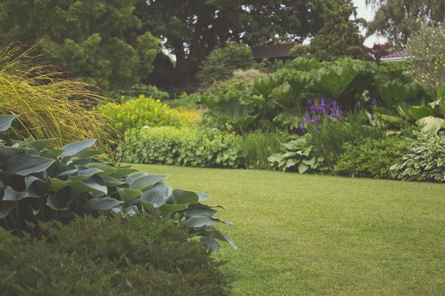 A lush garden space with a well-manicured lawn, surrounded by dense green shrubs, large leafy plants, and purple flowers, with tall trees in the background—an inspiring example of how to use your garden for a tranquil retreat.