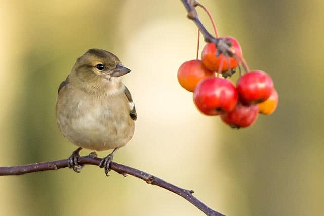 A small brown bird perches on a thin branch next to a cluster of bright red and orange berries, offering inspiration for those looking to improve your garden, set against a blurred background of greenery.