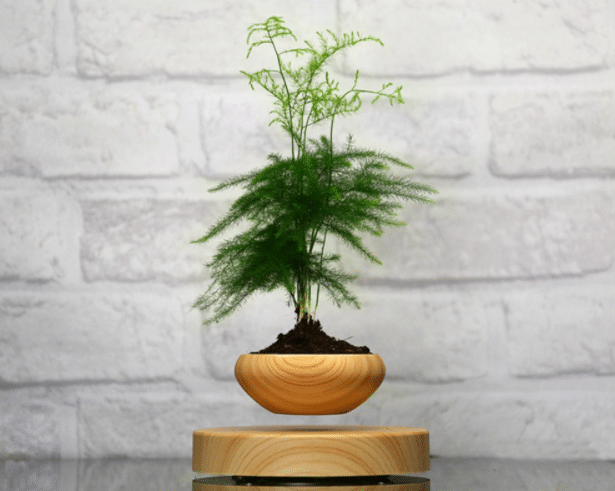 A small, delicate green plant in a round wooden pot floats above a matching wooden base, appearing as unique levitating décor. Against a white brick wall, it creates a modern and minimalist look perfect for contemporary interior design.