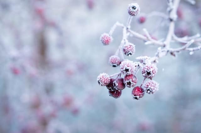 Frost-covered red berries hang from thin, icy branches against a blurred, wintry background—perfect inspiration for winter garden ideas.