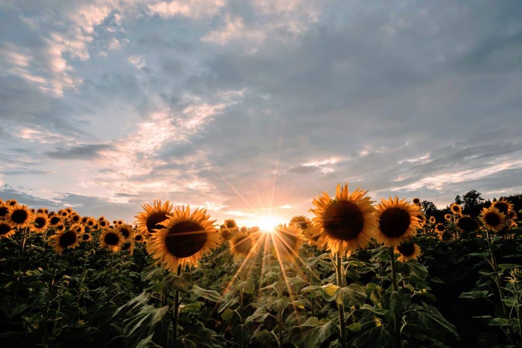 Sunflowers in a field face the camera as the sun sets behind them, casting a warm glow and sun rays through partly cloudy skies, creating a scene with femmeluxe elegance.