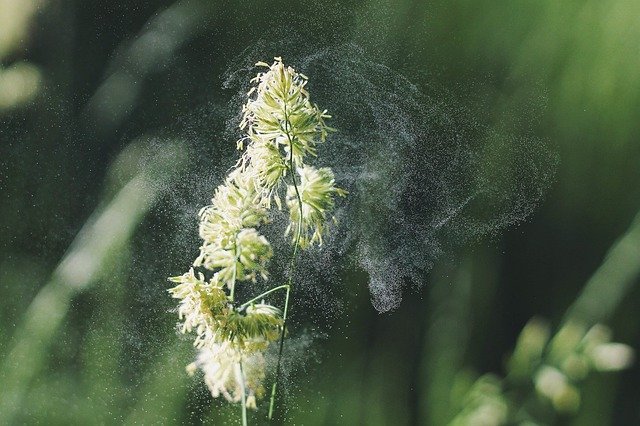 Close-up of a green grass flower releasing pollen into the air, with soft-focus greenery in the background. The pollen appears as a fine mist, highlighting challenges for those coping with allergies or children's allergies.