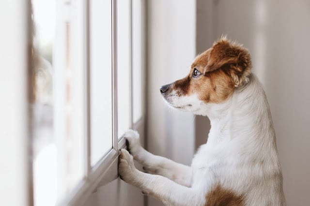 A small brown and white dog stands on its hind legs, resting its front paws on a windowsill while looking attentively outside through a bright window—an adorable reminder to use dog anxiety tips to avoid dog anxiety when left alone.