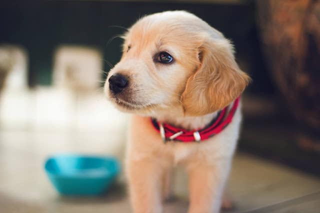 A golden retriever puppy looking to the left with a blue bowl nearby