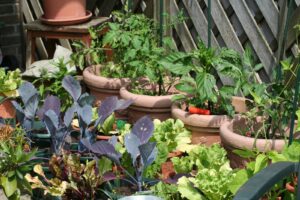A small garden with various vegetables, including purple cabbage, leafy greens, and tomato plants, growing in pots and containers near a wooden fence. A terracotta pot sits on a wooden stool in the background.