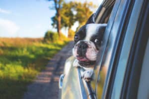 A black and white French Bulldog leans out of a car window, enjoying the breeze. The car is driving along a country road with green grass and trees in the background on a sunny day.