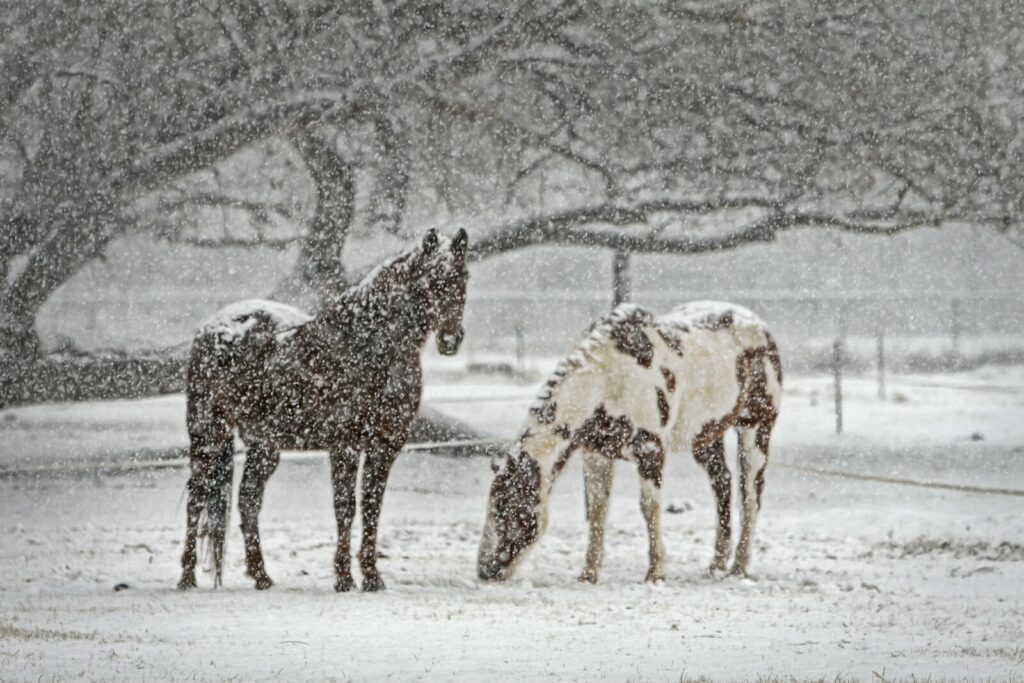 horses in the snow
