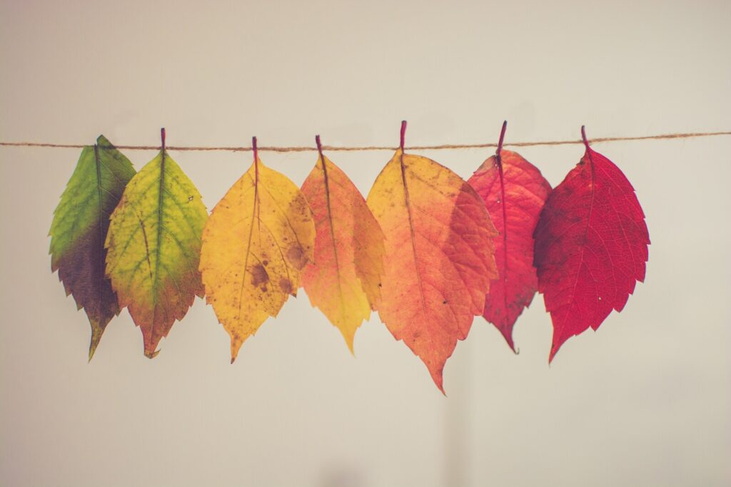 A row of autumn leaves in various colours, from green to yellow to red, hang on a string against a plain, light background.
