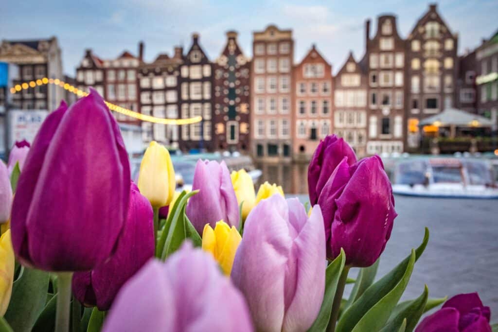 Colourful tulips with purple, pink, and yellow petals fill the foreground, while blurred canal houses with gabled roofs and fairy lights hint at the charming atmosphere and things to do in Amsterdam.