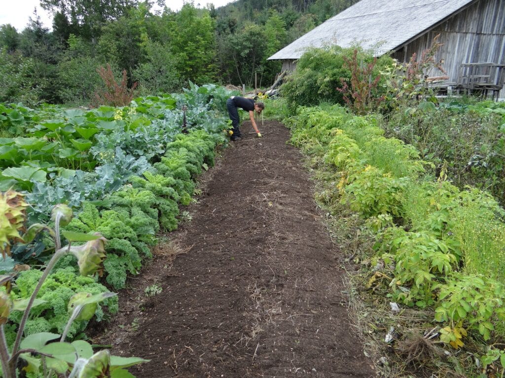 A person is working in a garden, tending to soil between lush green vegetable plants—a perfect example of Great Ways to Live a Healthier Lifestyle—with a wooden building and trees in the background.