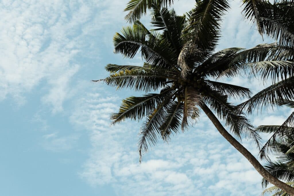 A tall palm tree with lush green fronds stands against a bright blue sky scattered with soft, white clouds—a true bucket list view for nature lovers.