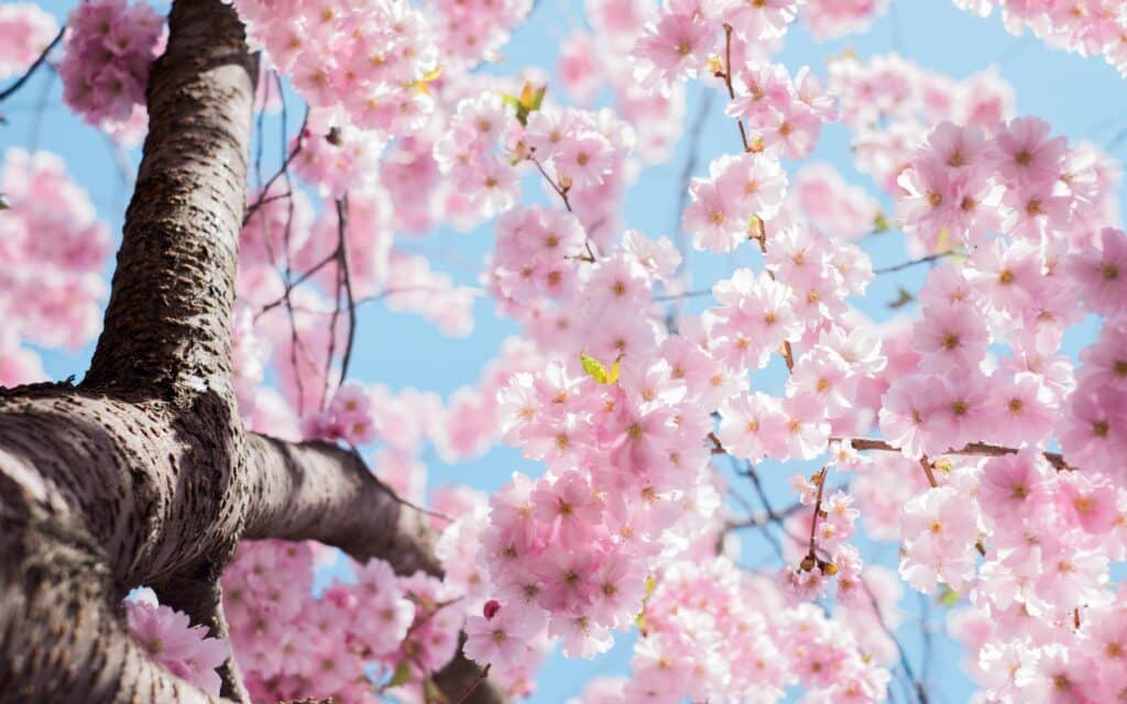 Close-up view of a tree trunk and branches covered with clusters of pink cherry blossoms, set against a bright blue sky—a scene as fresh and uplifting as comfortable fashion, with delicate petals highlighted from an upward perspective.