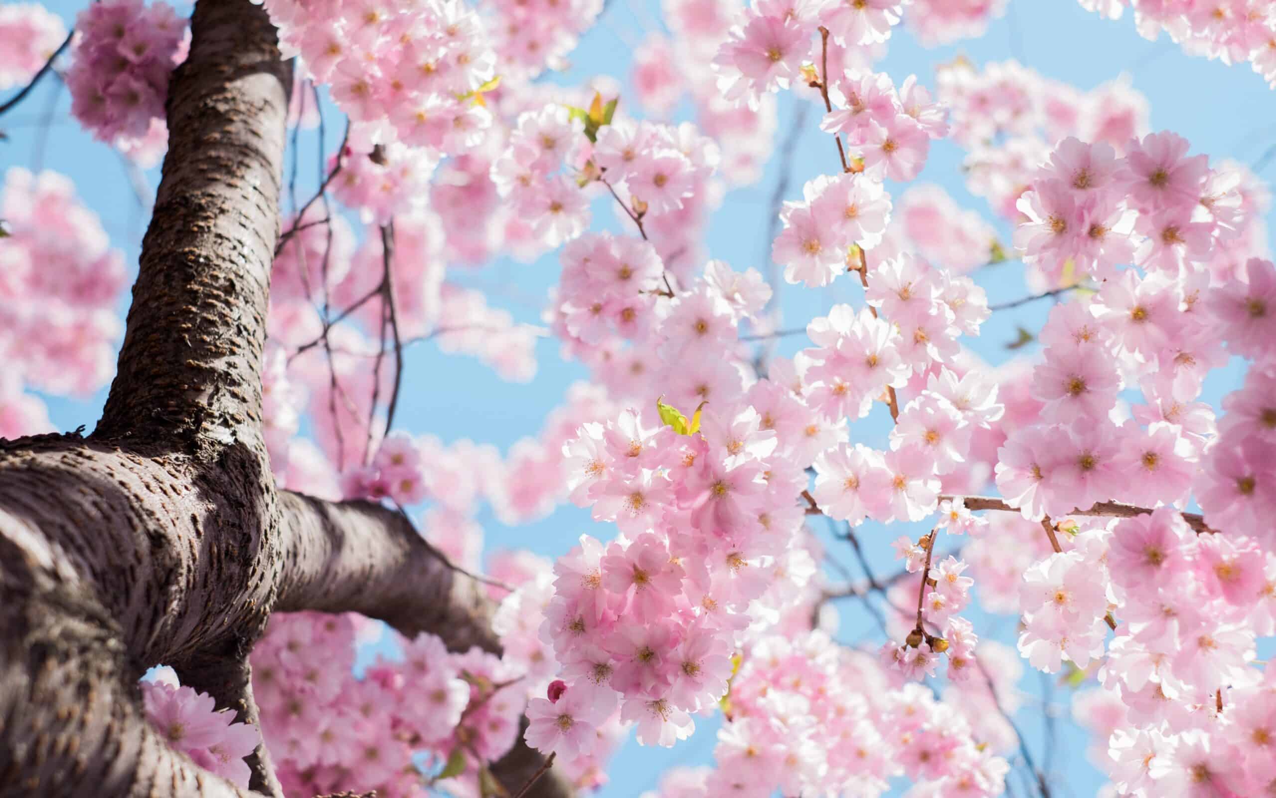 Close-up view of a tree trunk and branches covered with clusters of pink cherry blossoms, set against a bright blue sky—a scene as fresh and uplifting as comfortable fashion, with delicate petals highlighted from an upward perspective.