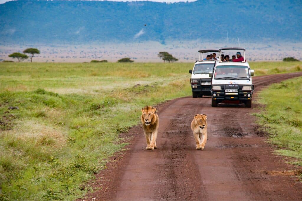 Two lions walking in front of two safari vechicles in Kenya
