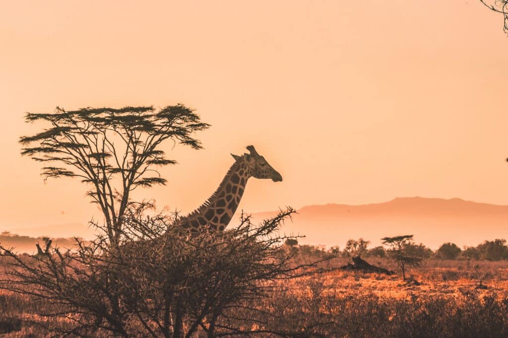 Girraffes partically hidden by trees in Kenya