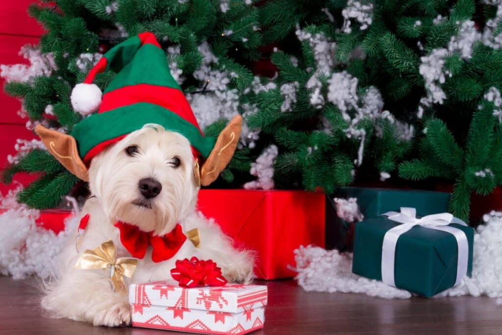 A small white dog wearing an elf hat and red bow sits in front of a Christmas tree with wrapped presents, holding a festive gift box with a red bow—perfect for those who adore dogs during the festive season.