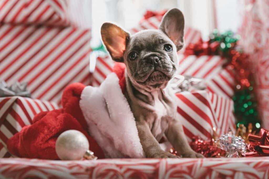 A French Bulldog puppy, the perfect holiday pet, sits among red-and-white striped Christmas presents, wearing a Santa hat. Festive decorations, including tinsel and baubles, surround the puppy.
