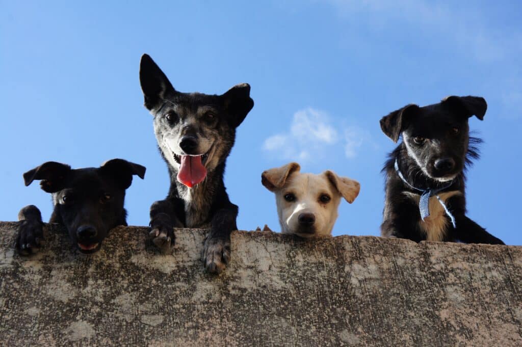Four pets of different colours peek over a wall, looking down with curious expressions against a bright blue sky. One playful dog has its tongue out.