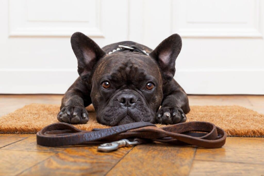 A black French Bulldog lies on a brown doormat, looking up with wide eyes, with a lead placed in front of its paws on a wooden floor—ready and waiting for the perfect outfit for walking your dog.