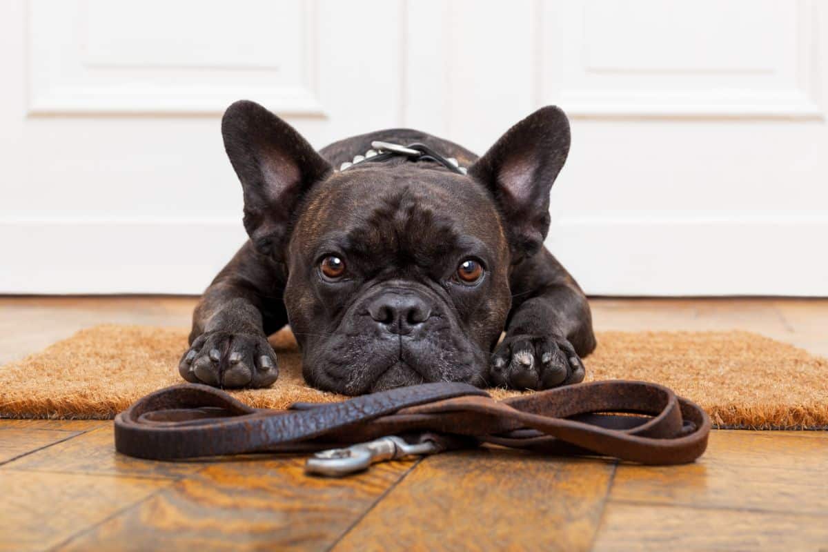 A black French Bulldog lies on a brown doormat, looking up with wide eyes, with a lead placed in front of its paws on a wooden floor—ready and waiting for the perfect outfit for walking your dog.