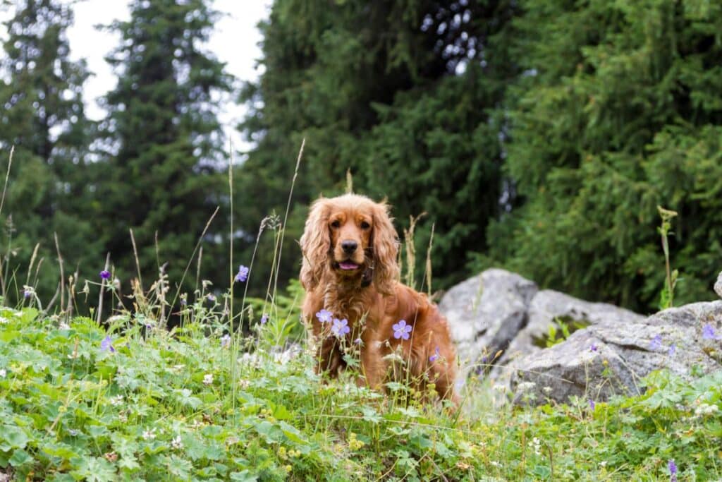 A brown cocker spaniel with a pet tracker stands among wildflowers and tall grass, with rocks and dense evergreen trees in the background.